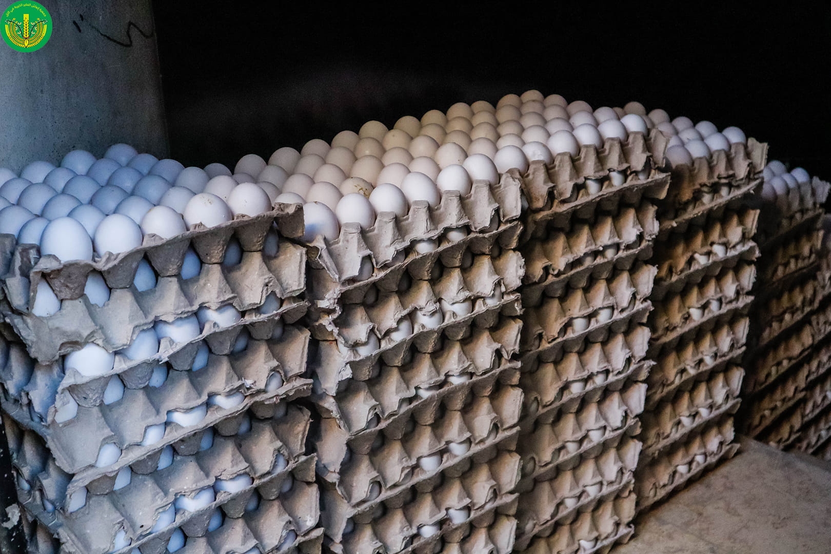 توزيع المساعدات النقدية